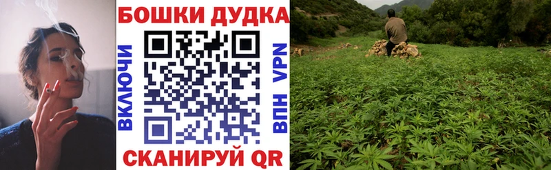 кракен как зайти  Правдинск  Шишки марихуана план  наркота 